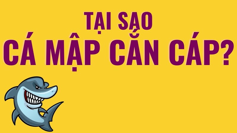 Cá mập cắn cáp quang